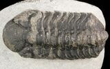 Bargain, Austerops Trilobite - Morocco #47433-3